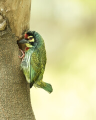 Coppersmith Barbet tails up at its nest