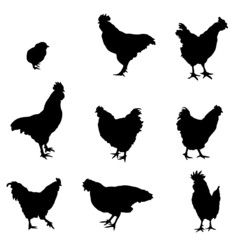 Chicken silhoettes collection svg vector illustration set