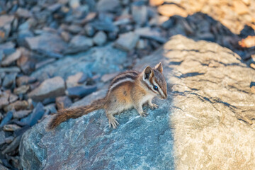 A chipmunk stands on a rock