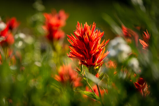 Fiery red indian paintbrush in bloom
