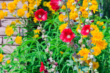 Fototapeta na wymiar Red Hollyhock Flowers Against a Background of Yellow Zinnia Flowers in a Garden