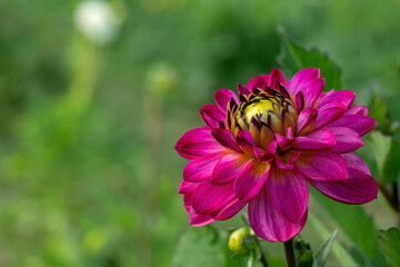 Dark magenta colored dahlia. Closeup with copy space.
