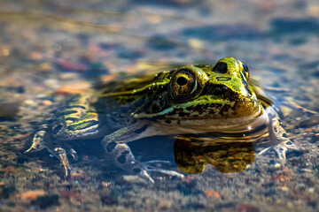 A close up image of a green leopard frog sitting in the water. The details of the frog's skin are clear. 