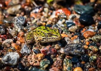 A close up image of a green leopard frog sitting on a very colorful sandy beach. The details of the frog's skin are clear. 