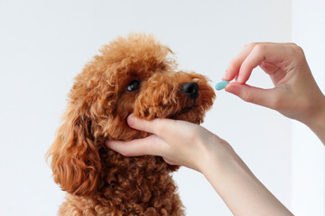 A small dog, a miniature poodle, is handed one blue pill. Animal treatment, veterinarian. give...