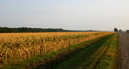 A ripe cornfield along the road against the background of the morning sky