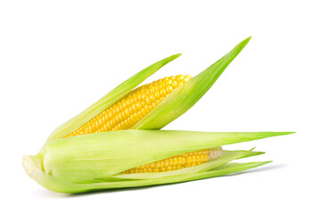 Cobs of ripe sweet corn isolated on white background. Fresh vegetables ingredients.