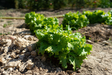 Lettuce