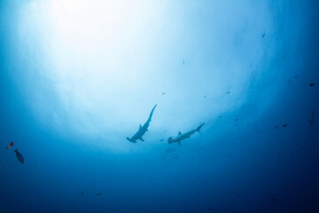 Hammerhead Shark at Cocos Island, Costa Rica