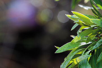 Dew Covered Leaves on Bokeh