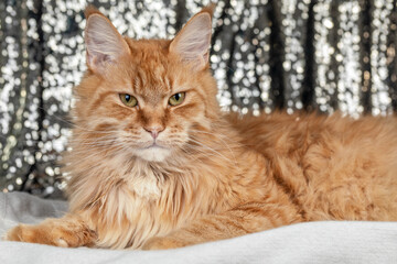 beautiful fluffy red cat Maine Coon lies and looks at the camera on a decorated festive light background, postcard