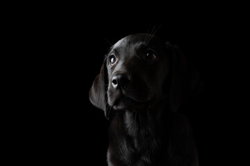 Beautiful black labrador puppy portrait