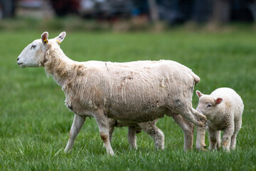 Young lambs huddled with their mother in a grassy green pasture.  The adult sheep is looking sideways and the two young lambs eating grass alongside the adult. The mother has had its wool sheared. 