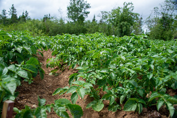 Fototapeta na wymiar Drills or rows of organic potatoes growing in a farmer's garden. There are trees growing in a wooden area in the background. The plants are tall, rich green with lots of leaves. The brown soil is dry