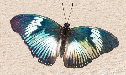 Fototapeta na wymiar großer blauer Schmetterling