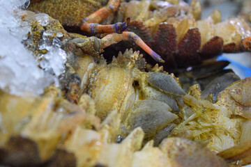 Al Mina Fish Market in Abu Dhabi, UAE, Fresh shrimp on ice.