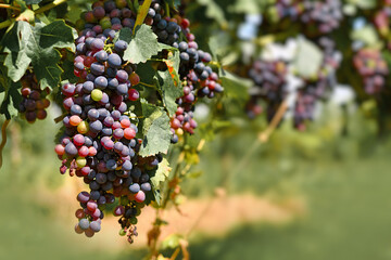 Bunch of small red wine grapes in vineyard