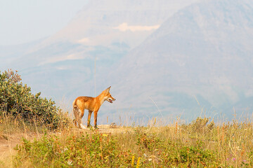 Red fox (Vulpes vulpes) at Glacier National Park, Montana USA.  Red fox is the largest of the true...