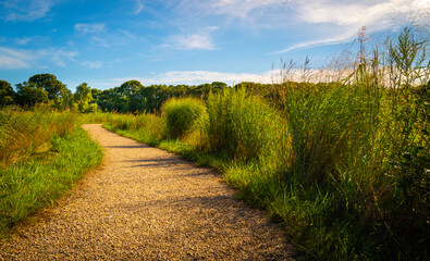 Fototapeta na wymiar Park landscape with curved gravel footpath and wild grasses curling up.