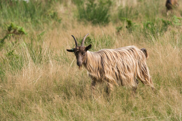A goat with long fur is grazing in the heather.