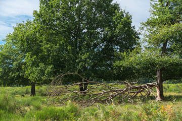 Trees in the heather on a summer day.