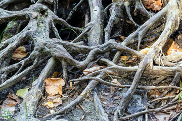 Roots closeup background
