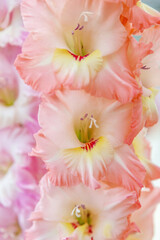 Fototapeta na wymiar Gladiolus. Beautiful flowering bright summer flower of the Iridaceae family