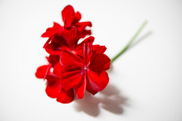red flower on white
