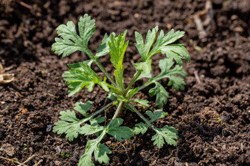 wormwood weed in the garden