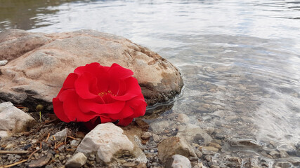 red rose blossom at the stony beach - sympathy design