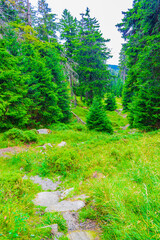 Forest with fir trees at Brocken mountain peak Harz Germany