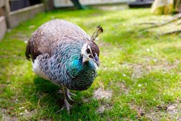 Female peahen. Colorful chested exotic bird walking in grass.