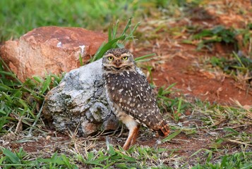 coruja-buraqueira