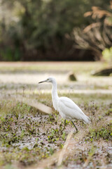 Small white egret hunting in a boggy marsh.