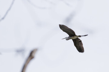 Great Blue Heron in flight on a clear day. Branches out of focus in foreground.