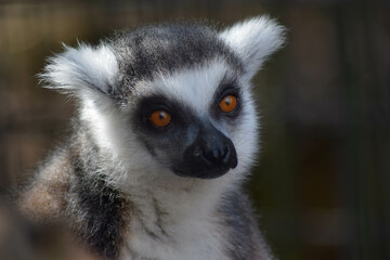 lemur on a tree looking at camera