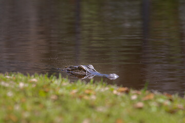 Closeup of an alligator swimming. Its head is breaking over the water surface.