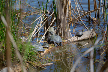 Nest of turtles sunbathing on a log in a river.