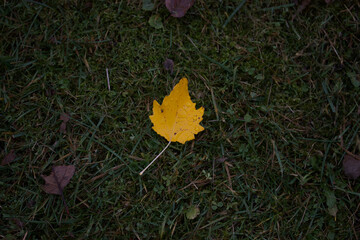 A yellow autumn leaf lies on the green grass. Close-up shot.
