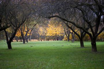 Autumn city park. The wind flutters the branches with yellowed leaves. A footpath is visible.