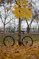 Fototapeta na wymiar Mountain bike in the autumn park. Around the yellow autumn leaves.