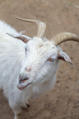 Goat with horns portrait closeup on farm.