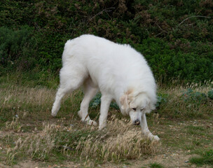 Obraz premium Pyrenean Mountain Dog