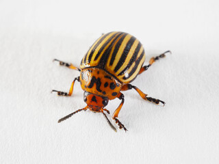 One Colorado beetle on a white paper surface close-up. Not isolated. Bright illustration about insects, pests of agricultural plants, farm and gardening. Macro