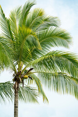 palm tree on blue sky background