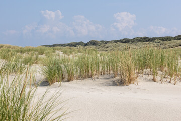 Deserted dune with dune grass and white sand on the North Sea coast