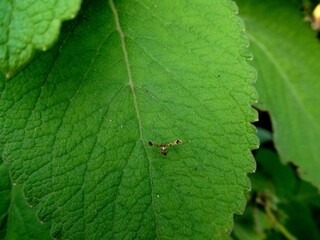 inseto mariposa pluma - pterophorus pentadactyla