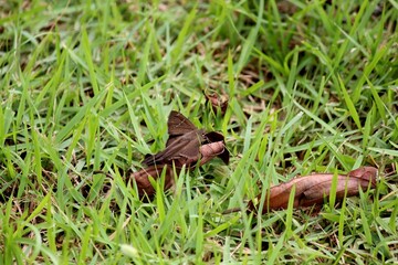 inseto mariposa - tetanolita sp.                                                                                           