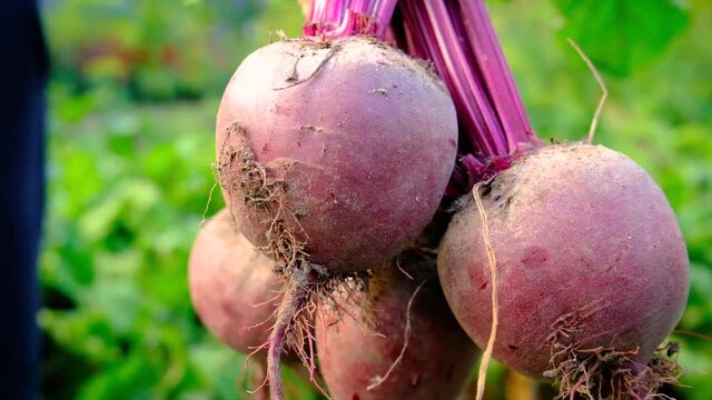 Harvest beets in the garden in the hands of a male farmer. Selective focus.