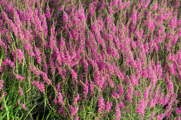 Purple flowers calluna vulgaris in the garden, background.
